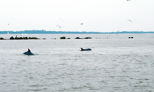 Two dolphins chase down a shrimp boat hoping for an easy meal.