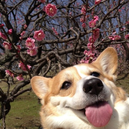 A very goofy corgi with his tongue out, looking very happy, in front of a flowering tree.