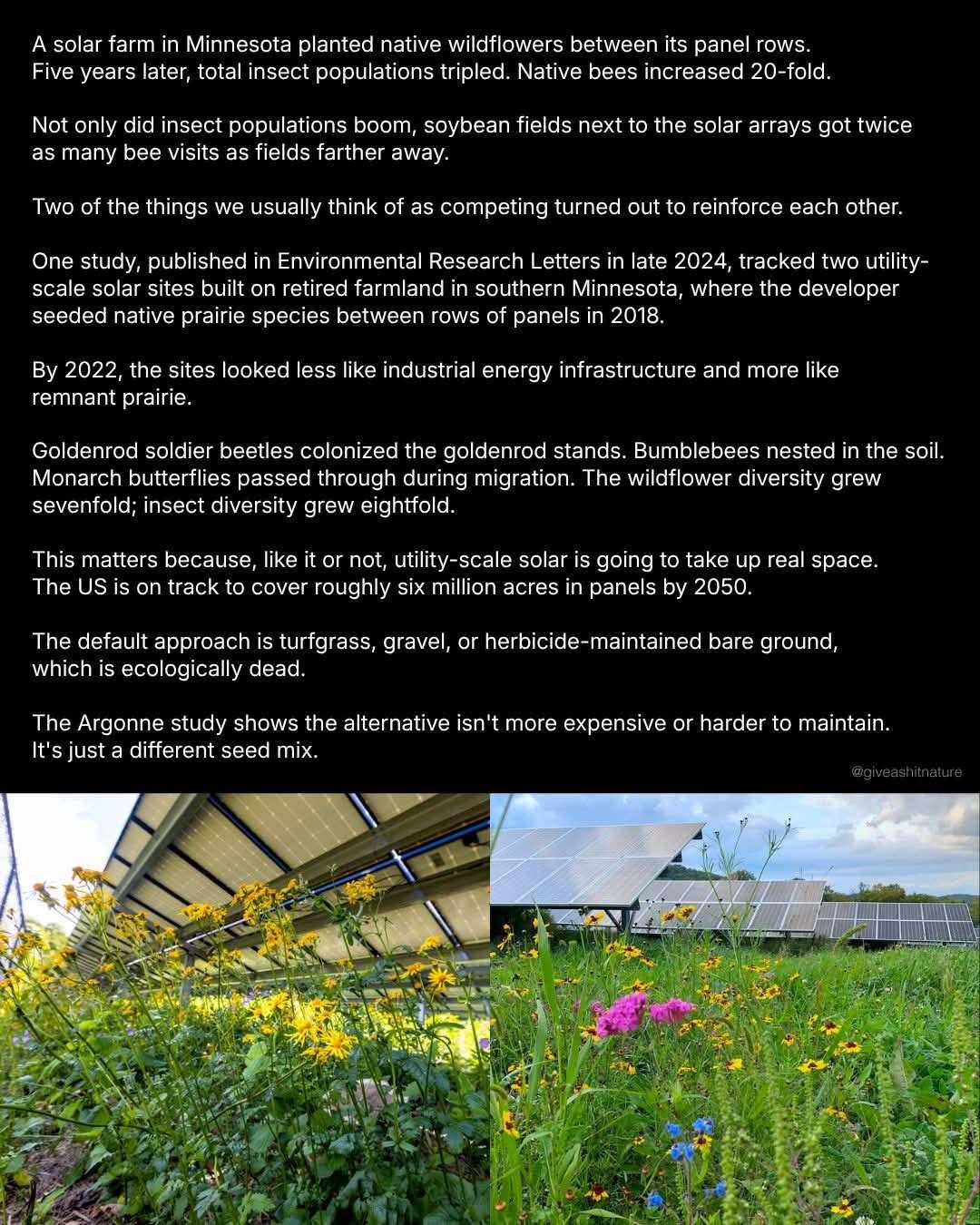 A solar farm in Minnesota planted native wildflowers between its panel rows.
Five years later, total insect populations tripled. Native bees increased 20-fold.
Not only did insect populations boom, soybean fields next to the solar arrays got twice as many bee visits as fields farther away.
Two of the things we usually think of as competing turned out to reinforce each other.
One study, published in Environmental Research Letters in late 2024, tracked two utility-scale solar sites built on retired farmland in southern Minnesota, where the developer seeded native prairie species between rows of panels in 2018.
By 2022, the sites looked less like industrial energy infrastructure and more like
remnant prairie.
Goldenrod soldier beetles colonized the goldenrod stands. Bumblebees nested in the soil.
Monarch butterflies passed through during migration. The wildflower diversity grew sevenfold; insect diversity grew eightfold.
This matters because, like it or not, utility-scale solar is going to take up real space.
The US is on track to cover roughly six million acres in panels by 2050.
The default approach is turfgrass, gravel, or herbicide-maintained bare ground,
which is ecologically dead.
The Argonne study shows the alternative isn't more expensive or harder to maintain.
It's just a different seed mix.
