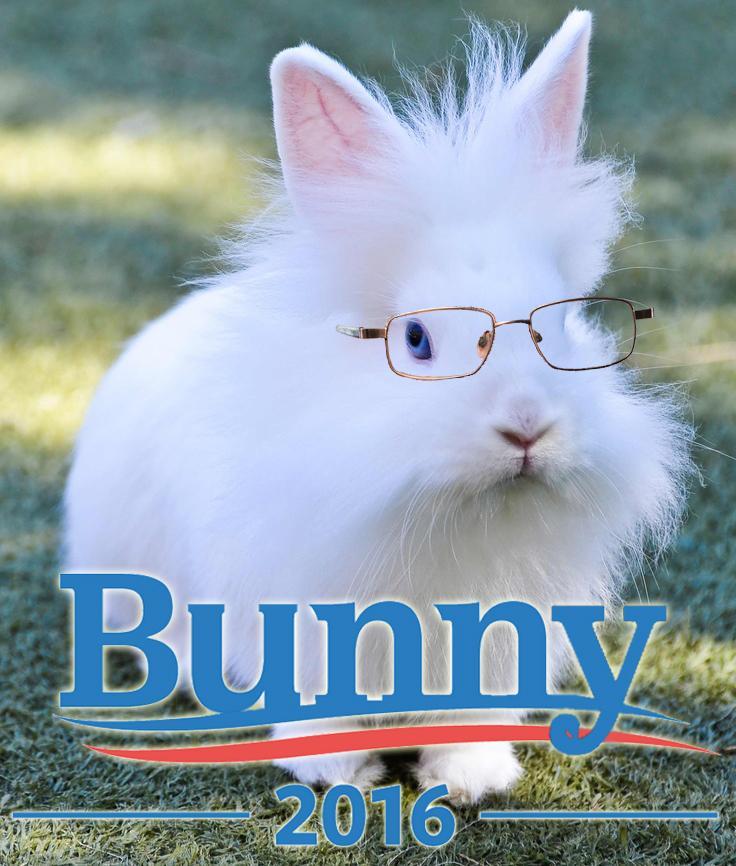 A close-up photograph of a fluffy white rabbit wearing gold-rimmed eyeglasses. The rabbit is positioned against a blurred green, grassy background. Large blue text at the bottom of the image reads "Bunny" with a red curved line underneath it. Below the red line, the number "2016" is displayed in blue.