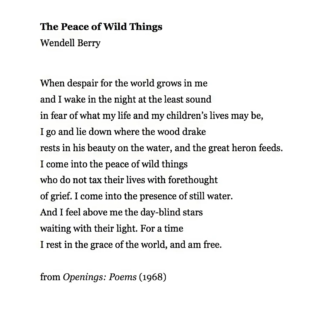 The text of The Peace of Wild Things by Wendell Berry

The Peace of Wild Things

Wendell Berry

When despair for the world grows in me

and I wake in the night at the least sound

in fear of what my life and my children’s lives may be,
I go and lie down where the wood drake

rests in his beauty on the water, and the great heron feeds.
I come into the peace of wild things

who do not tax their lives with forethought

of grief. I come into the presence of still water.

And I feel above me the day-blind stars

waiting with their light. For a time

I rest in the grace of the world, and am free.

from Openings: Poems (1968)